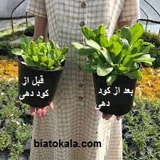 کود دهی